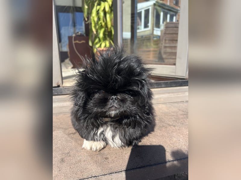 Reinrassige Pekinesenwelpen Pekinesen