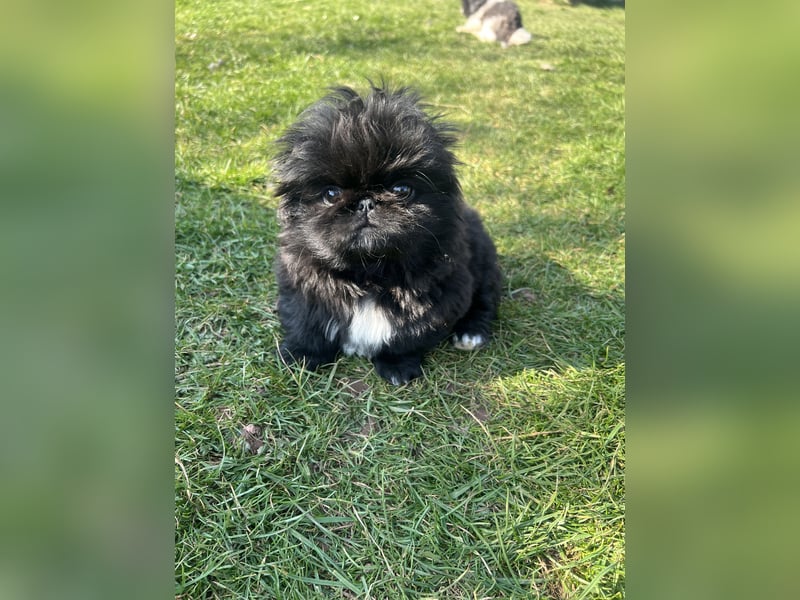 Reinrassige Pekinesenwelpen Pekinesen