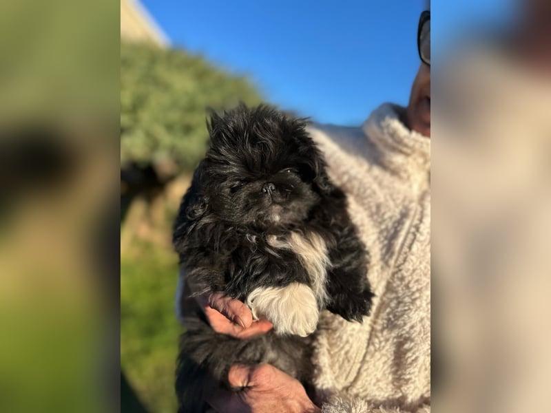 Reinrassige Pekinesenwelpen Pekinesen