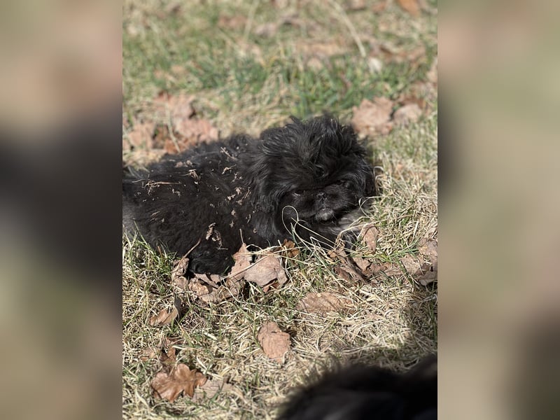 Reinrassige Pekinesenwelpen Pekinesen