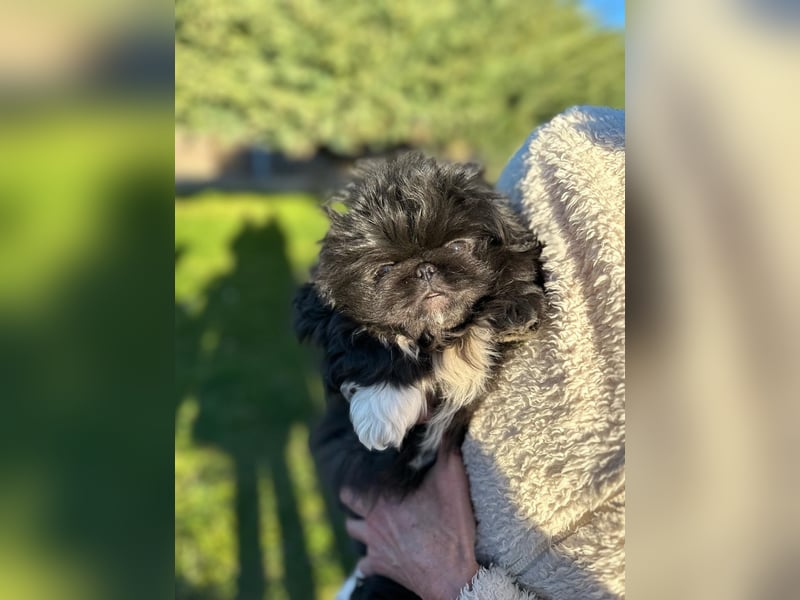 Reinrassige Pekinesenwelpen Pekinesen