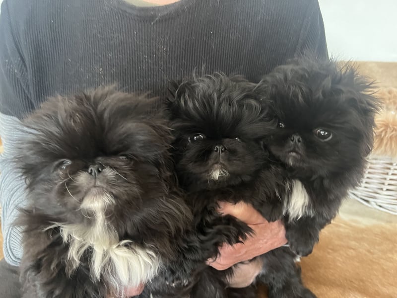 Reinrassige Pekinesenwelpen Pekinesen