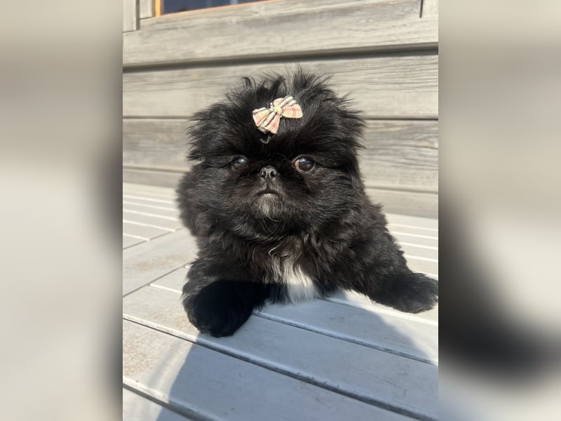 Reinrassige Pekinesenwelpen Pekinesen