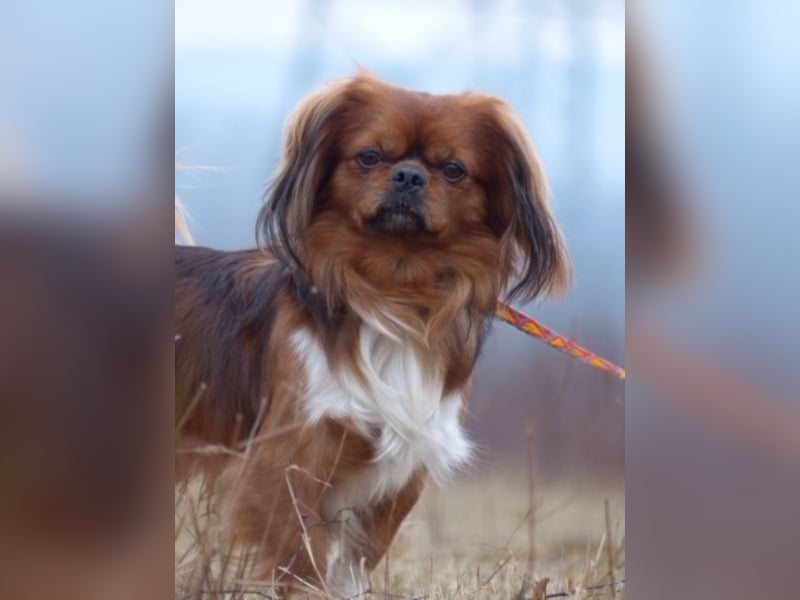 ROCKY sucht sein Plätzchen