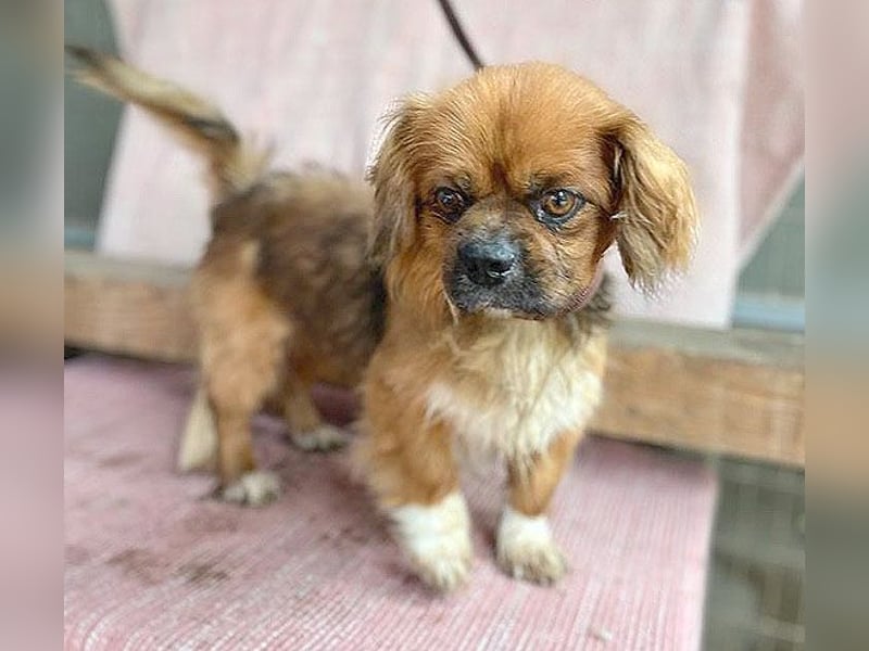 ❤️ kleiner Herzensbrecher PADDY - 8 Jahre, 30cm/8kg - Pekinese