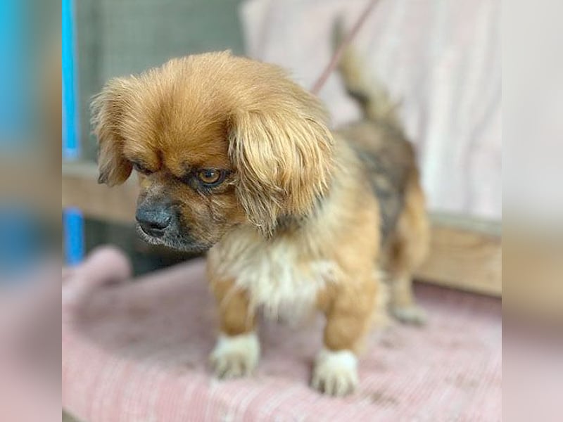 ❤️ kleiner Herzensbrecher PADDY - 8 Jahre, 30cm/8kg - Pekinese