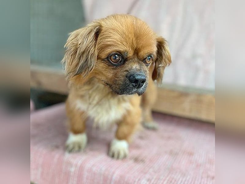 ❤️ kleiner Herzensbrecher PADDY - 8 Jahre, 30cm/8kg - Pekinese