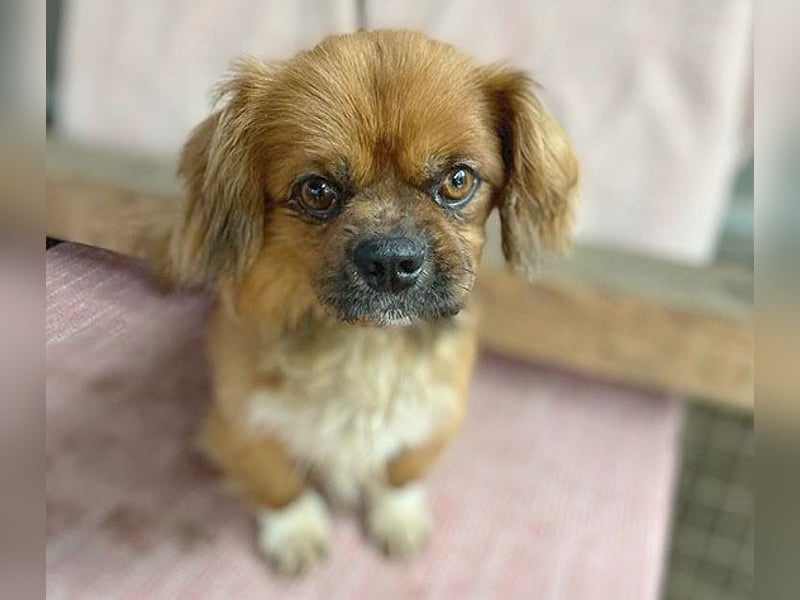 ❤️ kleiner Herzensbrecher PADDY - 8 Jahre, 30cm/8kg - Pekinese