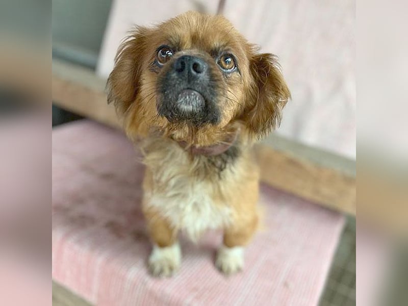 ❤️ kleiner Herzensbrecher PADDY - 8 Jahre, 30cm/8kg - Pekinese