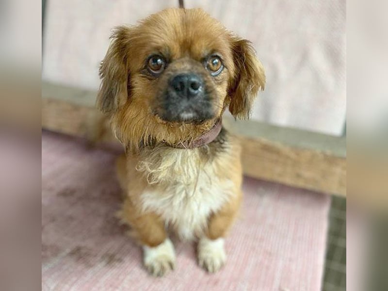 ❤️ kleiner Herzensbrecher PADDY - 8 Jahre, 30cm/8kg - Pekinese