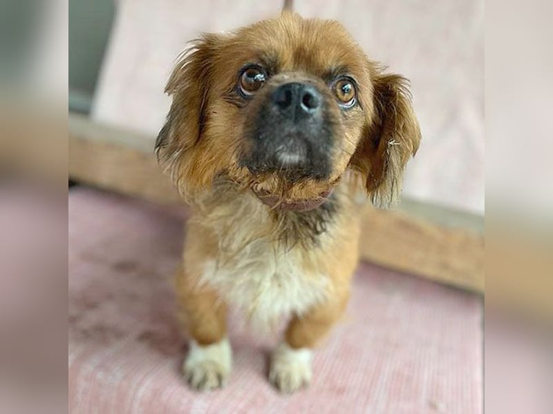 ❤️ kleiner Herzensbrecher PADDY - 8 Jahre, 30cm/8kg - Pekinese