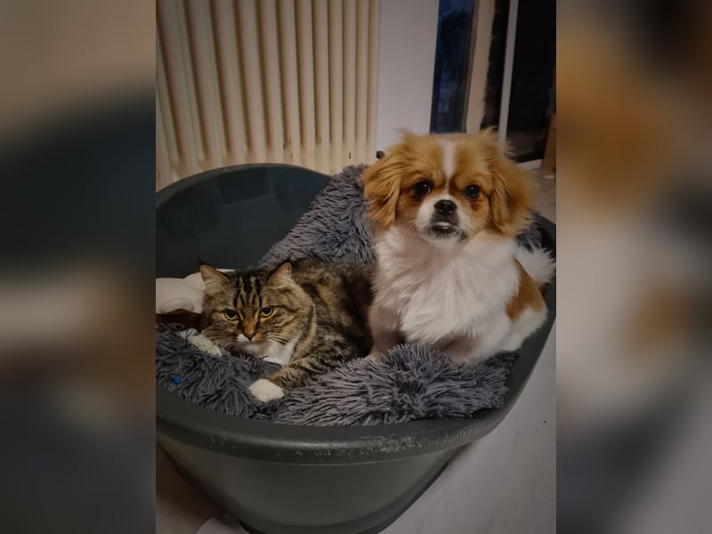 Gismo sucht ein neues Zuhause <3