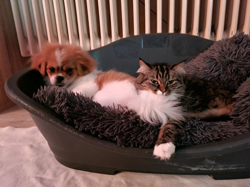 Gismo sucht ein neues Zuhause <3