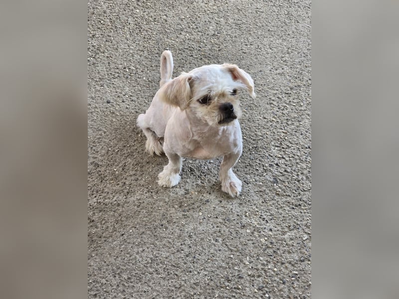 FIGARO - ein fröhlicher Zwerg sucht Zuhause oder Pflegestelle!