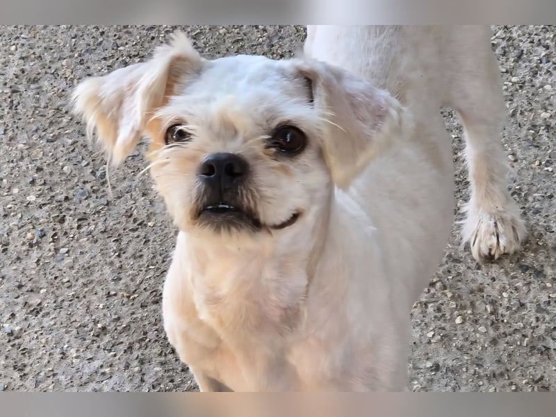 FIGARO - ein fröhlicher Zwerg sucht Zuhause oder Pflegestelle!