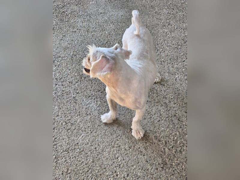 FIGARO - ein fröhlicher Zwerg sucht Zuhause oder Pflegestelle!