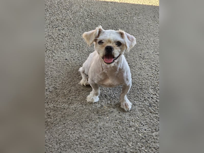 FIGARO - ein fröhlicher Zwerg sucht Zuhause oder Pflegestelle!