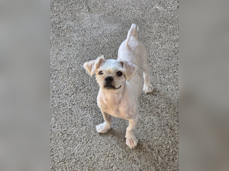 FIGARO - ein fröhlicher Zwerg sucht Zuhause oder Pflegestelle!