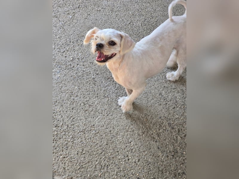 FIGARO - ein fröhlicher Zwerg sucht Zuhause oder Pflegestelle!