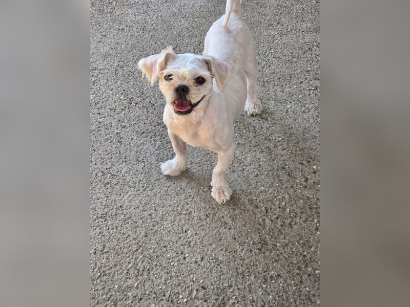 FIGARO - ein fröhlicher Zwerg sucht Zuhause oder Pflegestelle!