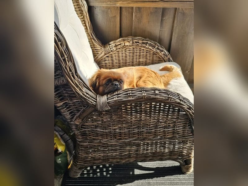 Rocky sucht ein neues Zuhause
