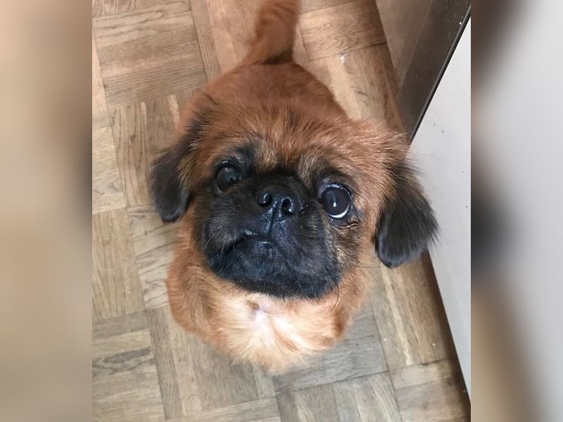Rocky sucht ein neues Zuhause