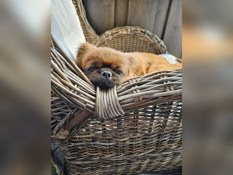 Rocky sucht ein neues Zuhause