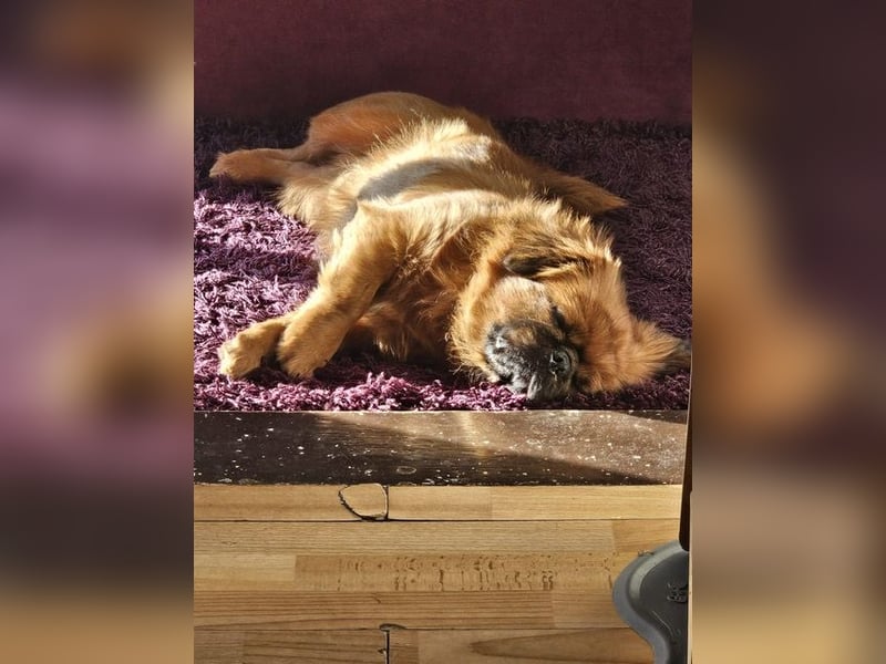 Rocky sucht ein neues Zuhause