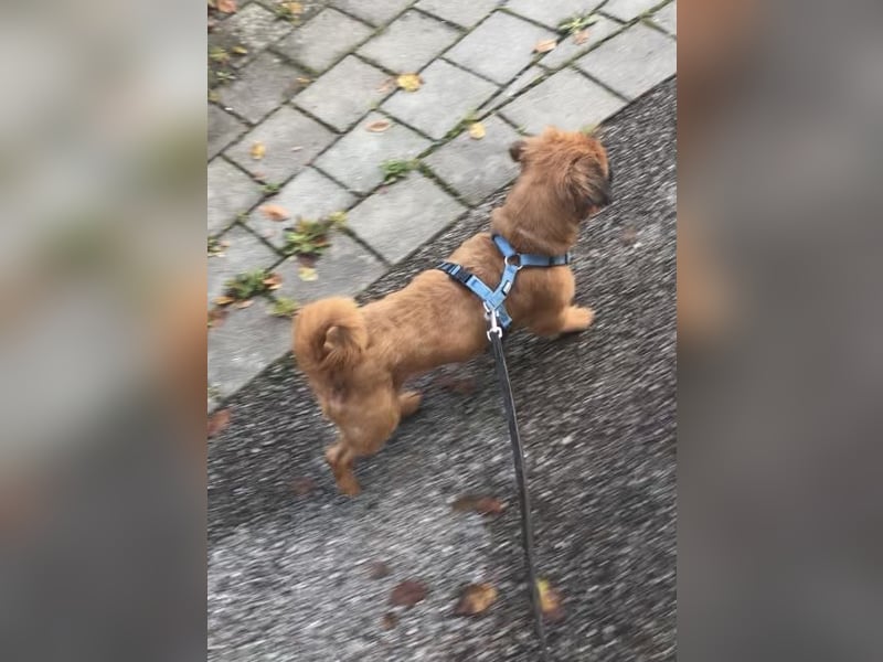 Rocky sucht ein neues Zuhause