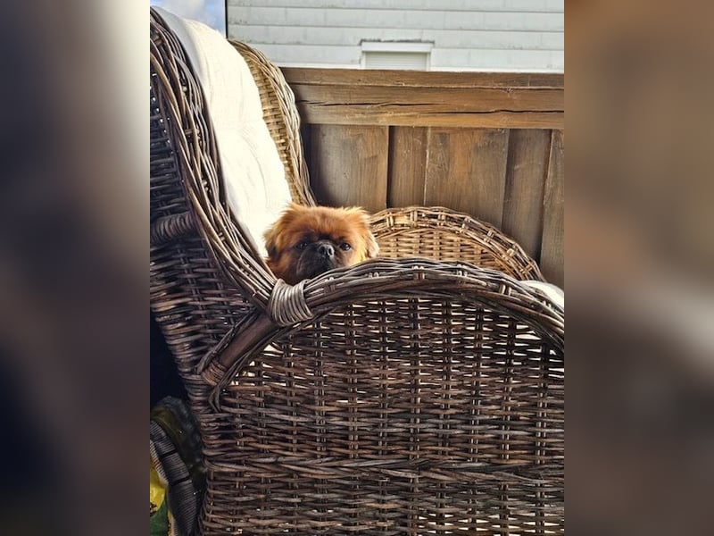 Rocky sucht ein neues Zuhause