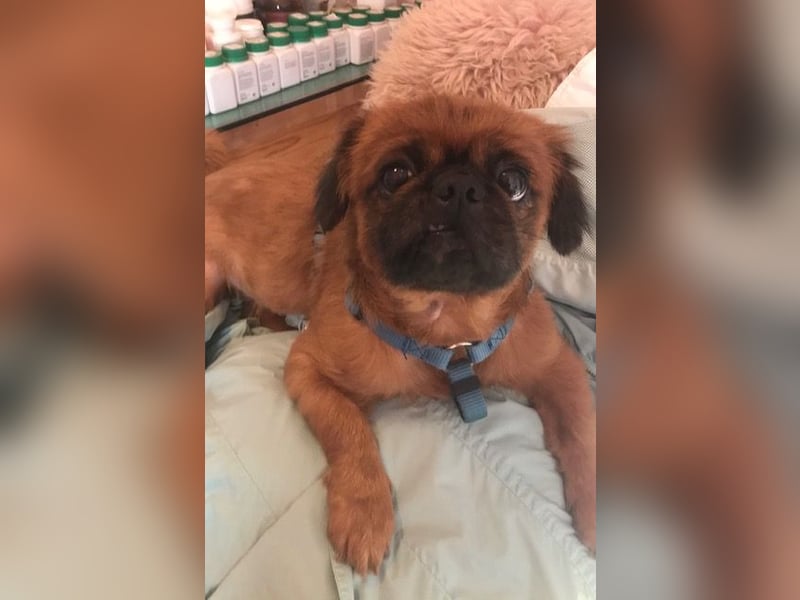Rocky sucht ein neues Zuhause