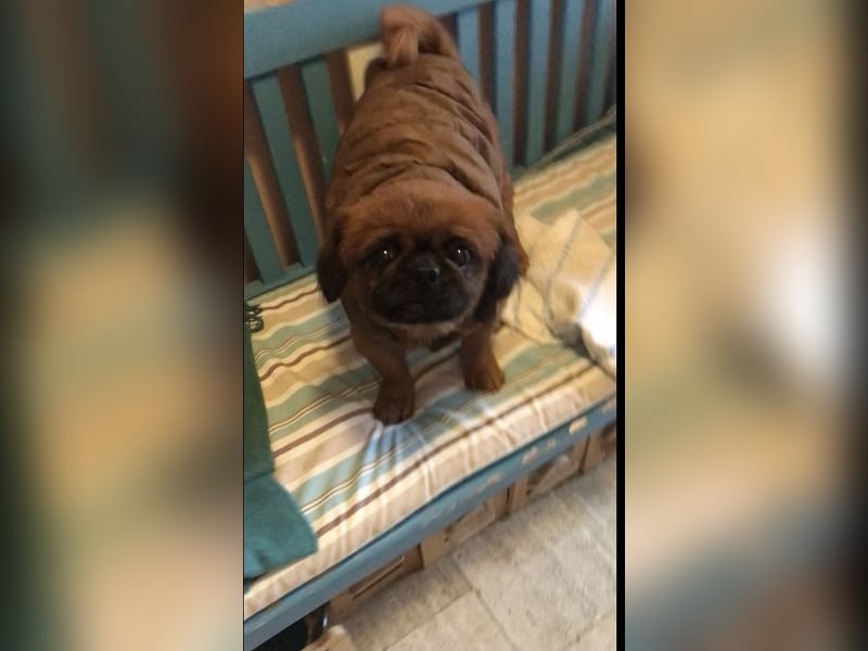 Rocky sucht ein neues Zuhause