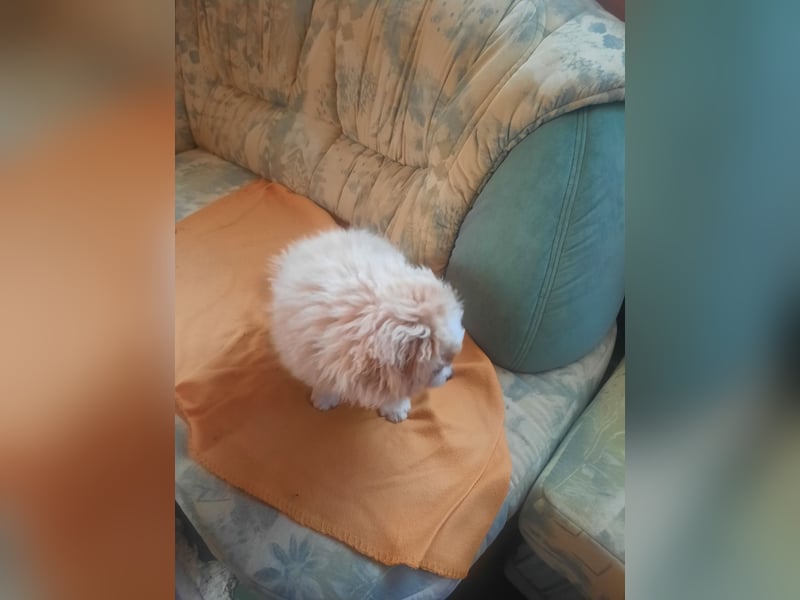 Pekinese