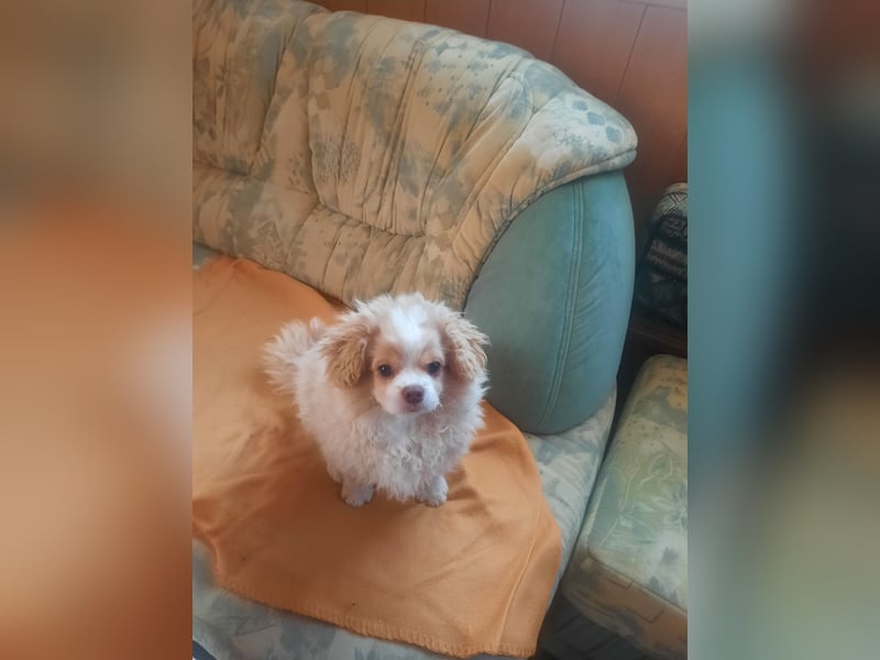 Pekinese