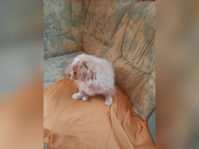 Pekinese