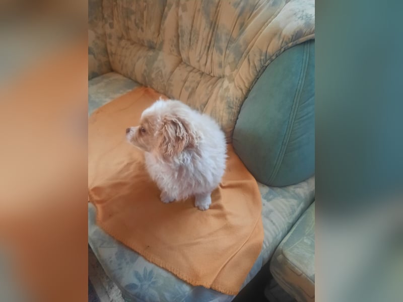 Pekinese