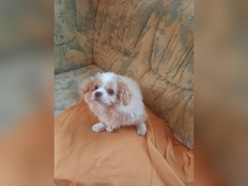 Pekinese