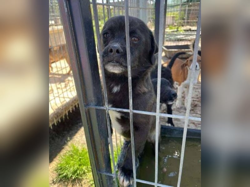 Jewo, Pekingese Mischling
