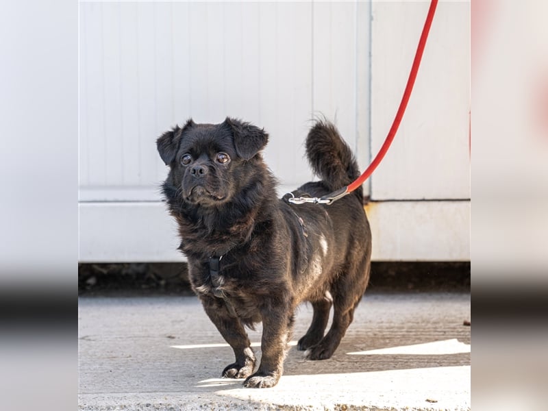Pikatchu! Ein Hund mit Charakter