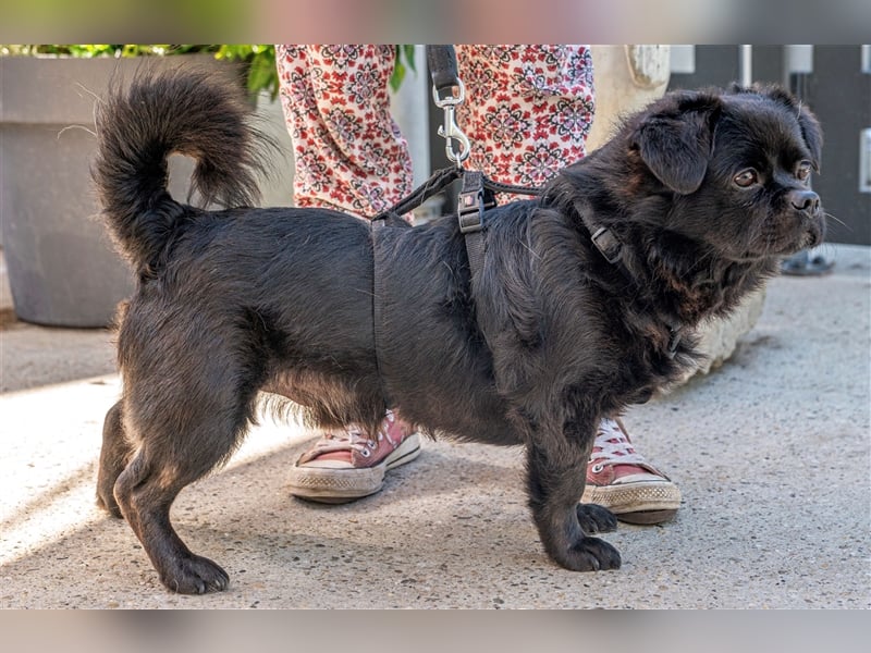 Pikatchu! Ein Hund mit Charakter