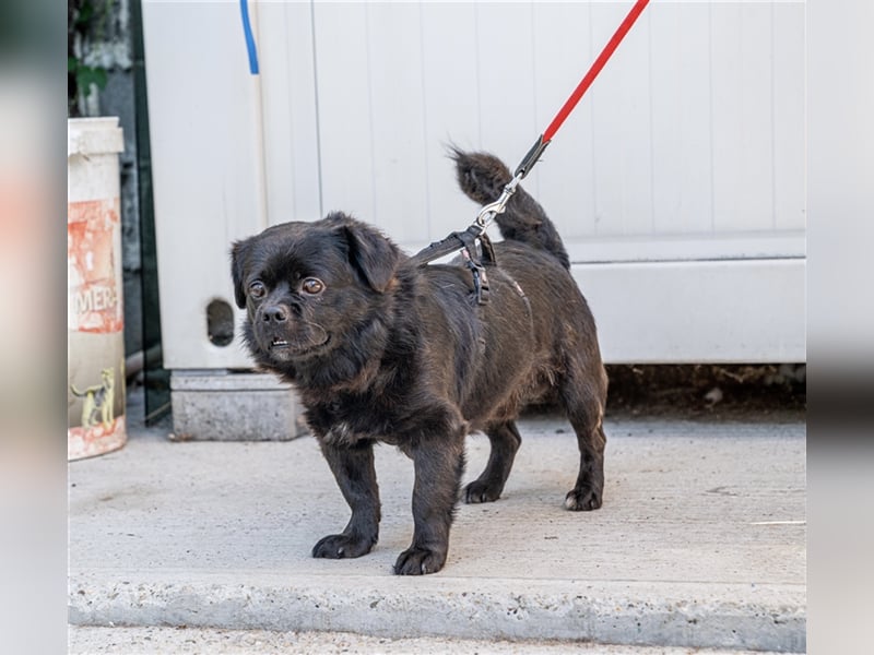 Pikatchu! Ein Hund mit Charakter