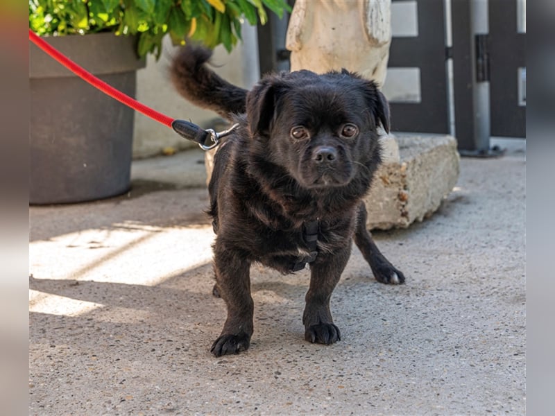 Pikatchu! Ein Hund mit Charakter