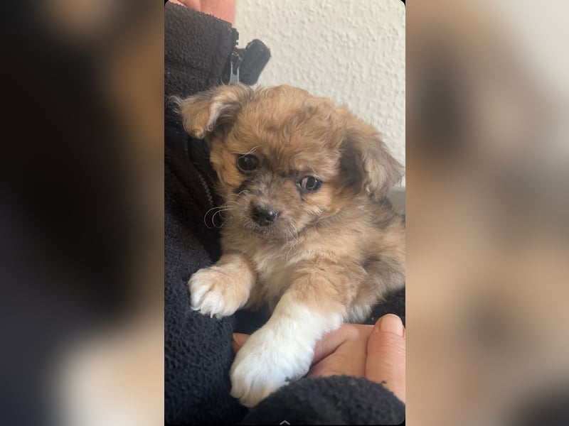 Chihuahua-Pekinese