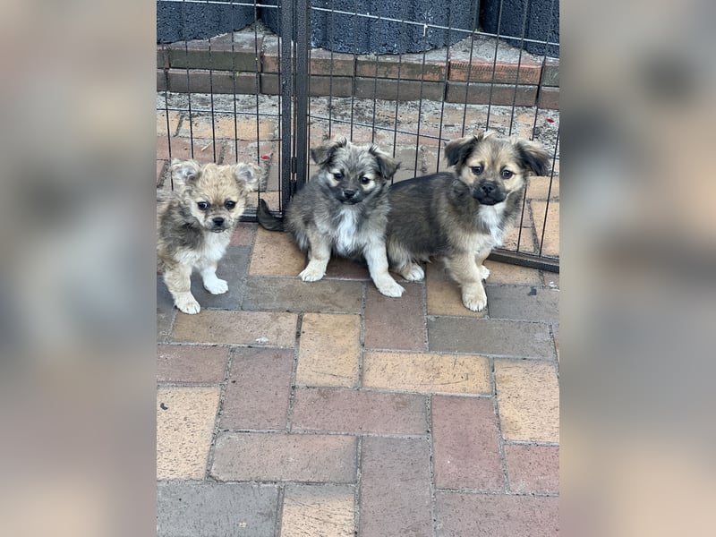 Chihuahua-Pekinese