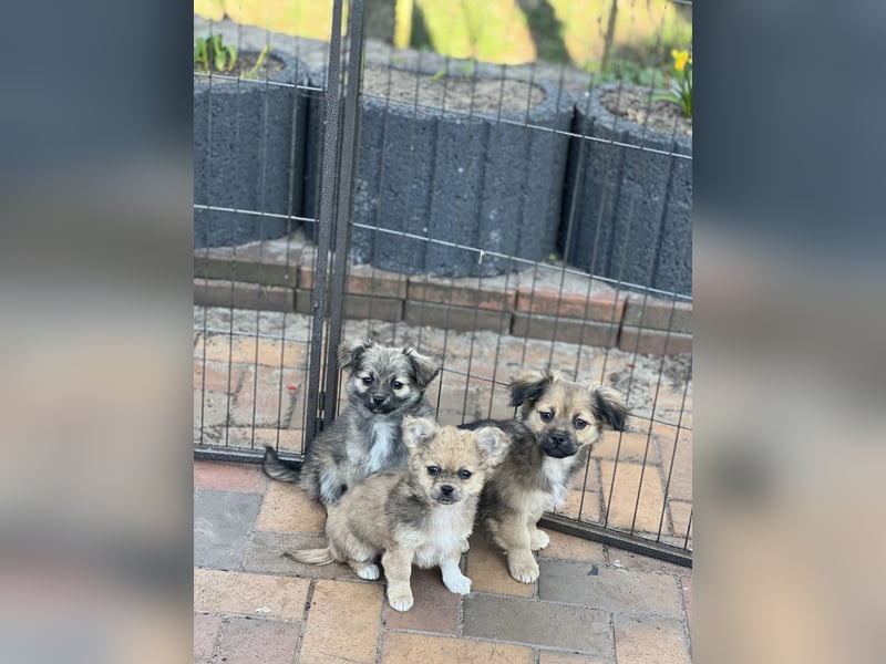Chihuahua-Pekinese