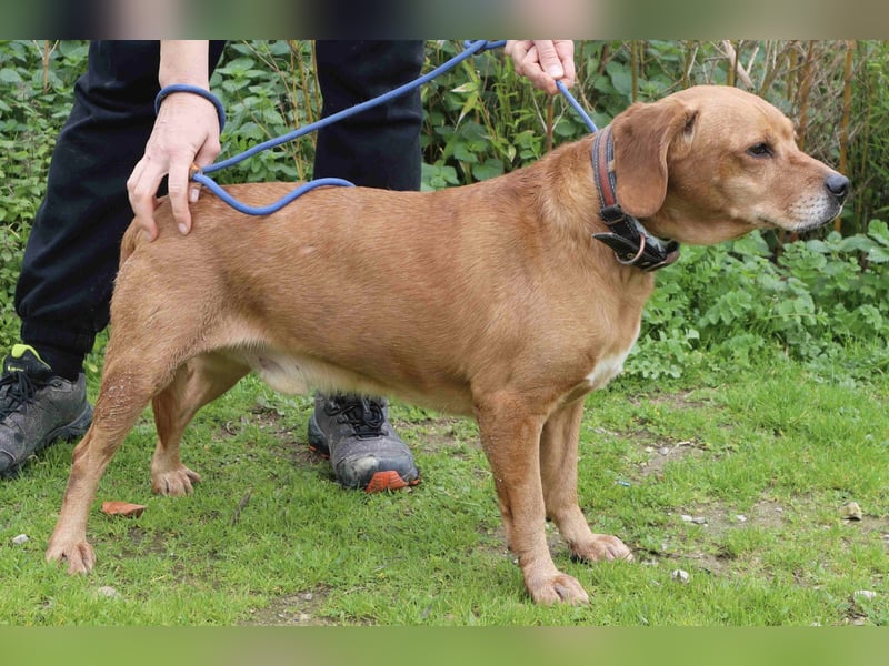 Auch ⚡️COOPER⚡️ wurde abgegeben im Tierheim: Cantinho da Milu