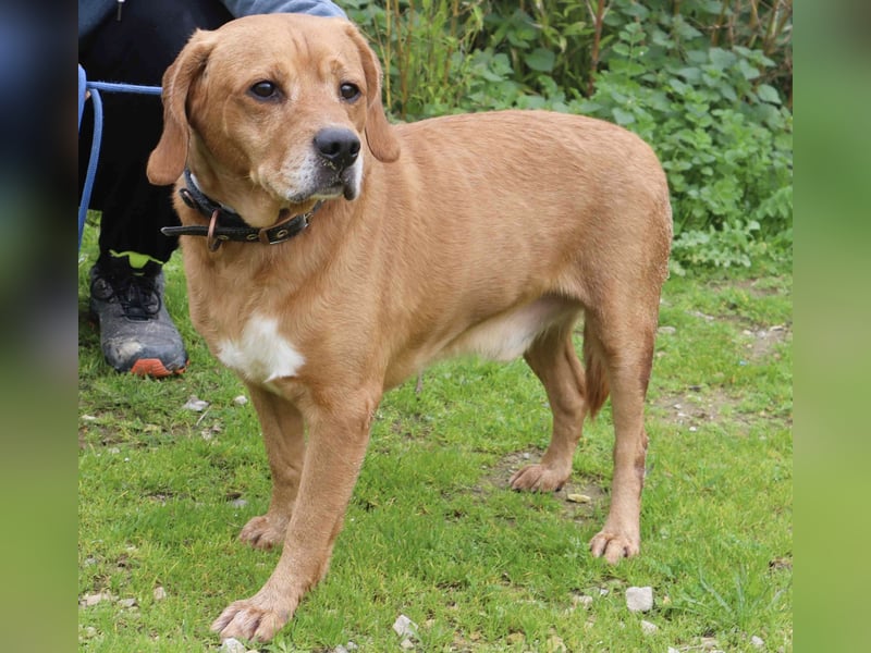 Auch ⚡️COOPER⚡️ wurde abgegeben im Tierheim: Cantinho da Milu