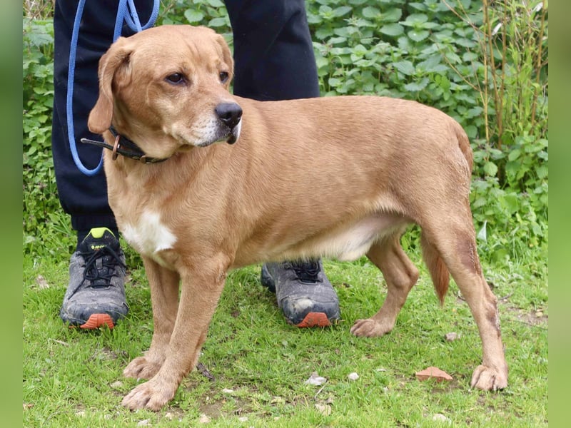 Auch ⚡️COOPER⚡️ wurde abgegeben im Tierheim: Cantinho da Milu