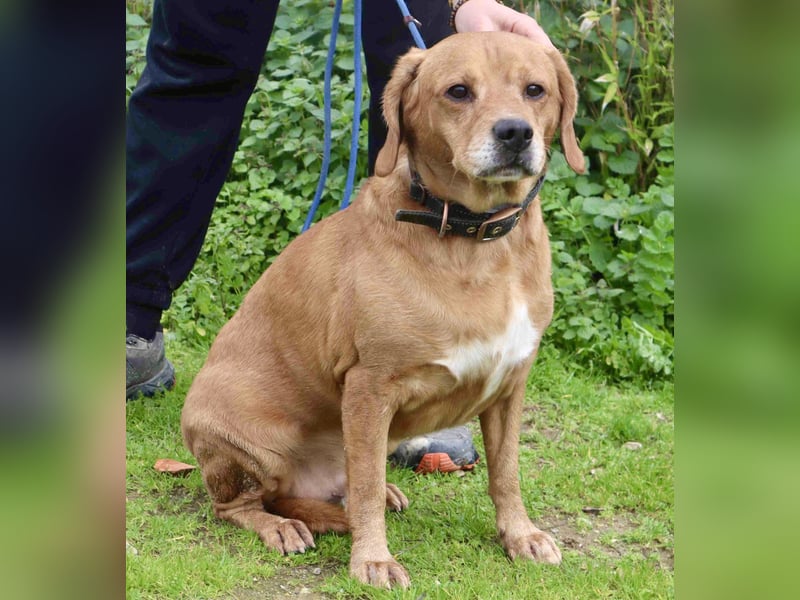 Auch ⚡️COOPER⚡️ wurde abgegeben im Tierheim: Cantinho da Milu