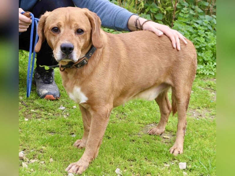 Auch ⚡️COOPER⚡️ wurde abgegeben im Tierheim: Cantinho da Milu